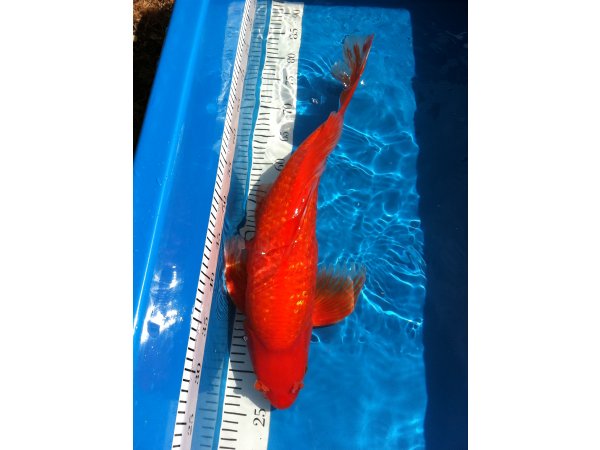 foto nr. 1 van deze Koi Overige , 