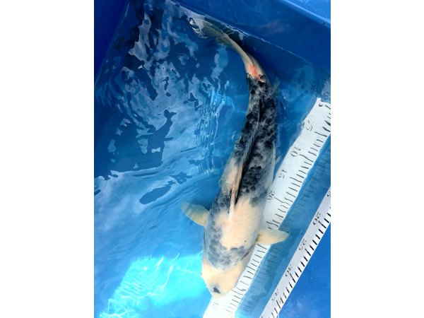 foto nr. 1 van deze Koi Shiro Utsuri , 