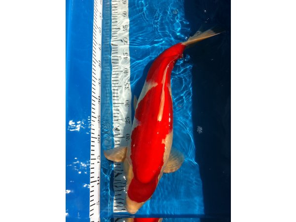 foto nr. 1 van deze Koi Overige , 