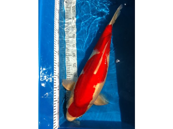 foto nr. 2 van deze Koi Overige , 