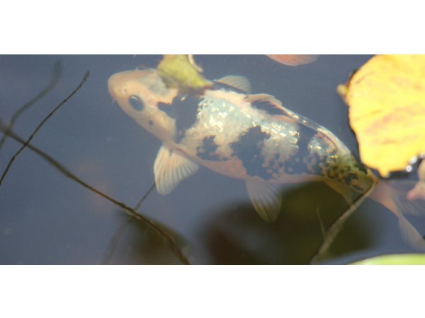 foto nr. 5 van deze Koi Overige , 