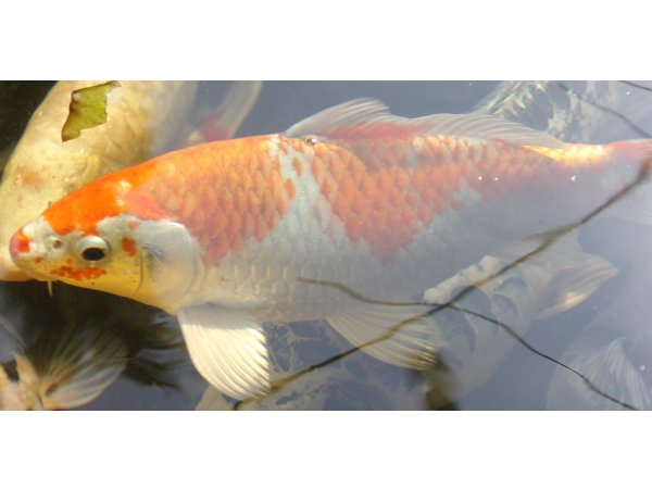 foto nr. 2 van deze Koi Overige , 