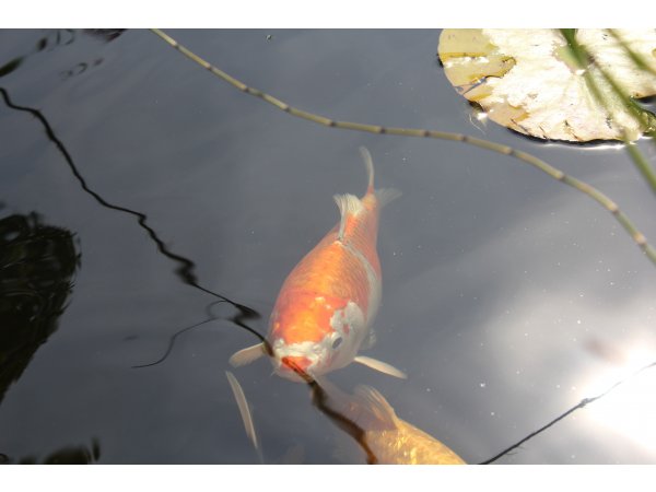 foto nr. 1 van deze Koi Overige , 