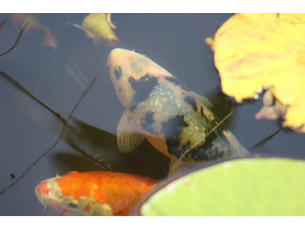 foto nr. 3 van deze Koi Overige , 