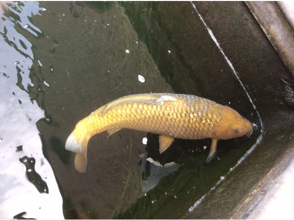foto nr. 2 van deze Koi Overige , 
