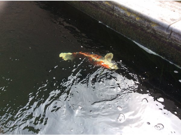 foto nr. 1 van deze Koi Overige , 