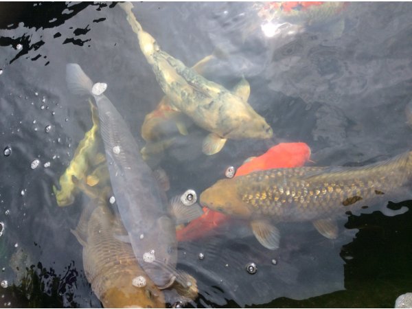 foto nr. 7 van deze Koi Overige , 