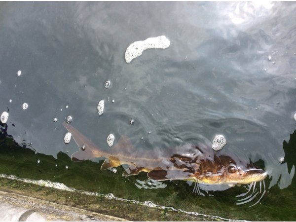 foto nr. 6 van deze Koi Overige , 