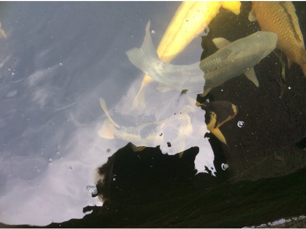 foto nr. 3 van deze Koi Overige , 