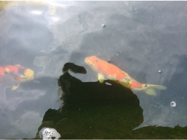 foto nr. 5 van deze Koi Overige , 