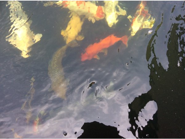 foto nr. 4 van deze Koi Overige , 