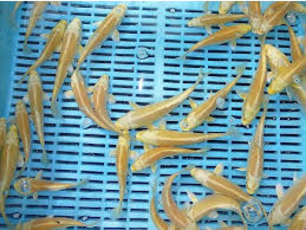 foto nr. 1 van deze Koi Yamabuki Ogon , 