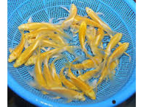 foto nr. 2 van deze Koi Yamabuki Ogon , 