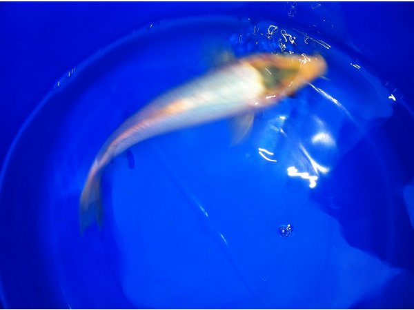 foto nr. 4 van deze Koi Overige , 