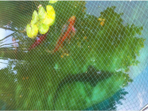 foto nr. 7 van deze Koi Overige , 