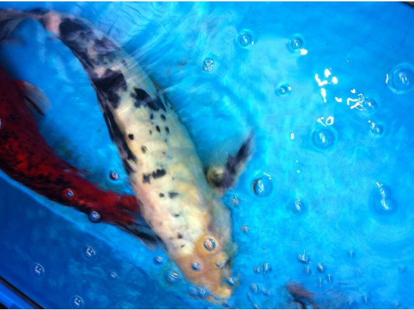 foto nr. 8 van deze Koi Overige , 