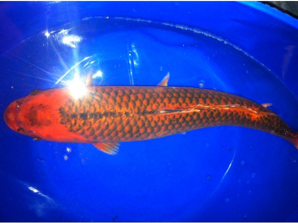 foto nr. 1 van deze Koi Overige , 