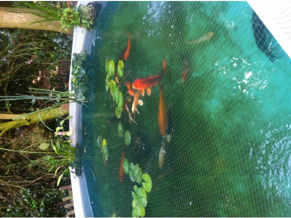 foto nr. 6 van deze Koi Overige , 