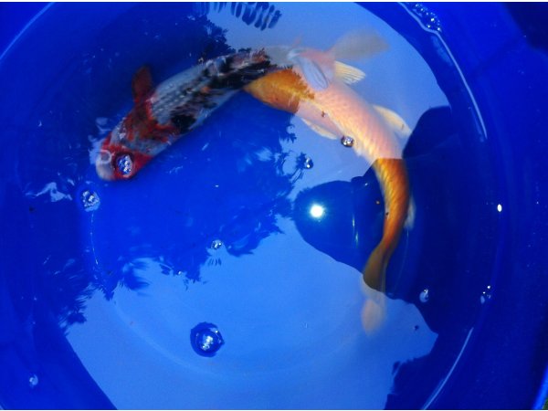 foto nr. 10 van deze Koi Overige , 