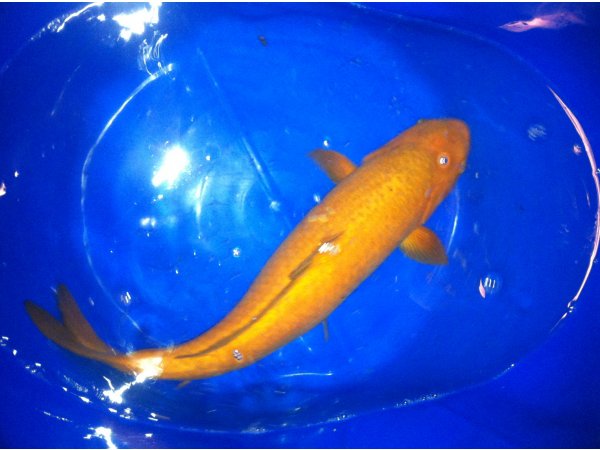 foto nr. 2 van deze Koi Overige , 