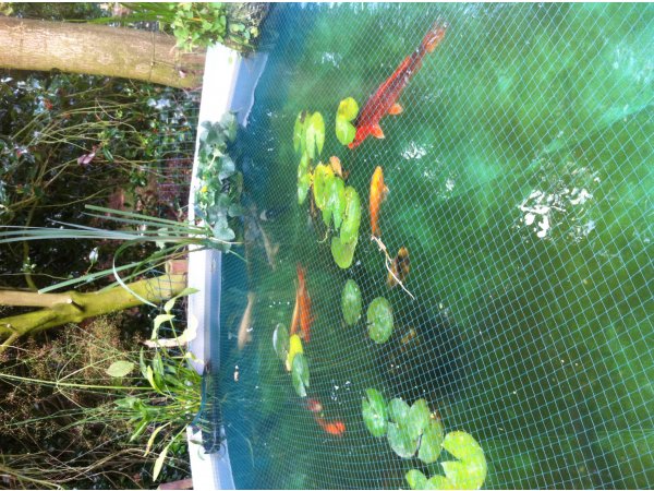 foto nr. 5 van deze Koi Overige , 