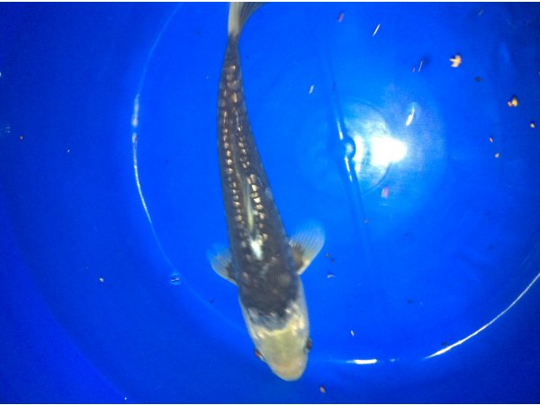 foto nr. 3 van deze Koi Overige , 