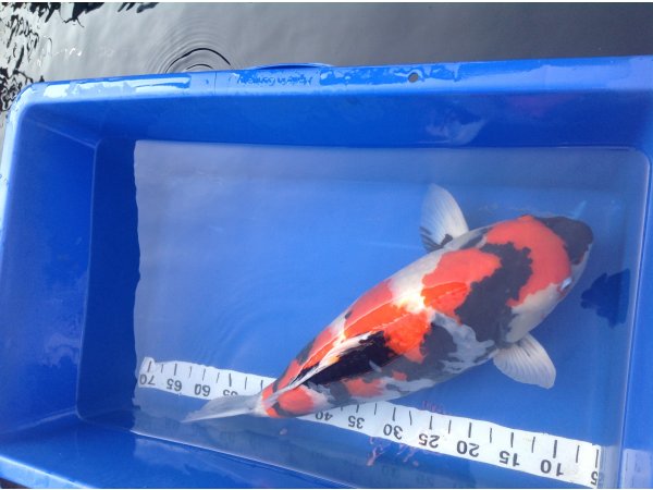 foto nr. 4 van deze Koi Showa Sanke , 