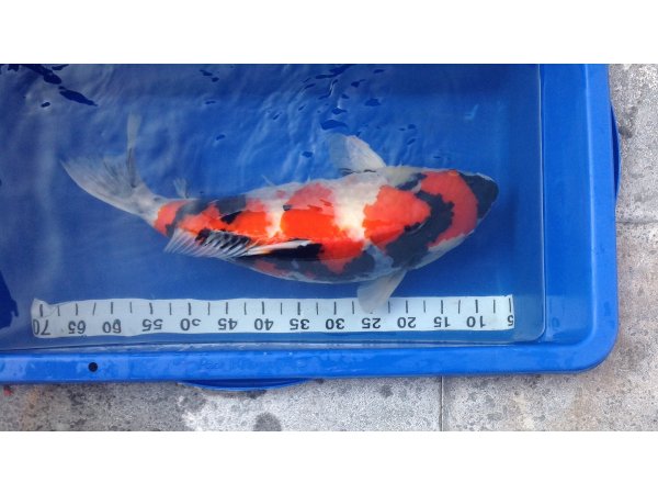 foto nr. 3 van deze Koi Showa Sanke , 