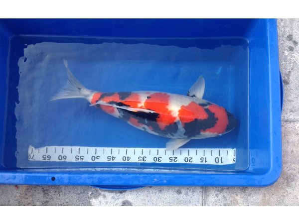 foto nr. 2 van deze Koi Showa Sanke , 