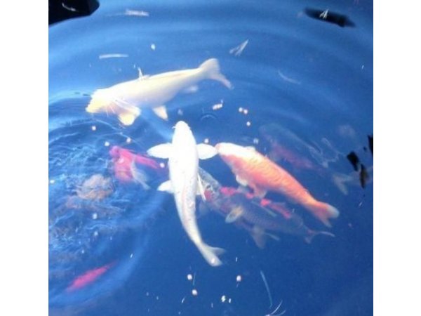 foto nr. 1 van deze Koi Overige , 