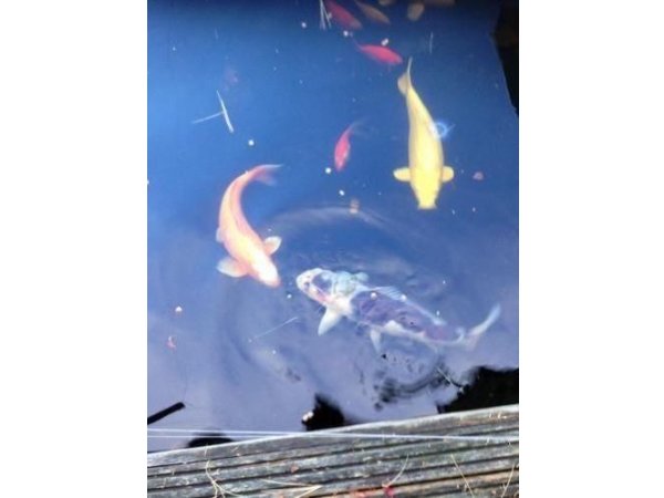 foto nr. 4 van deze Koi Overige , 