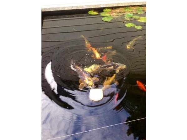 foto nr. 3 van deze Koi Overige , 