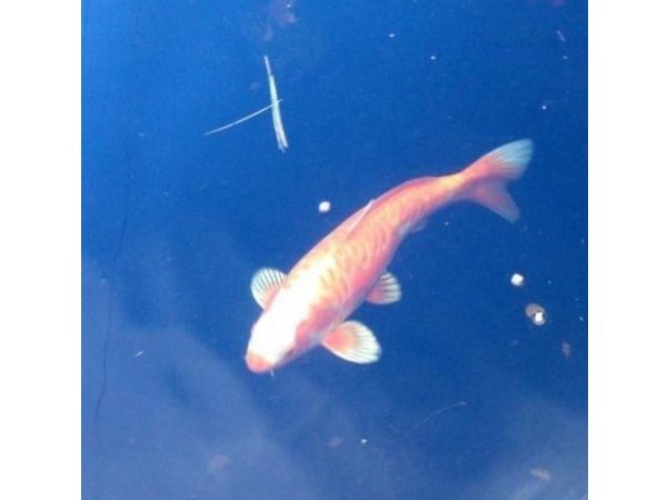 foto nr. 2 van deze Koi Overige , 