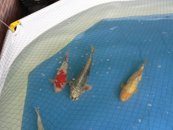 foto nr. 2 van deze Koi Overige , 