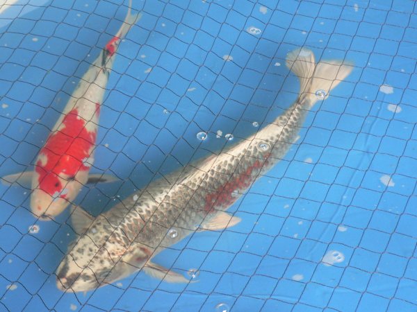 foto nr. 3 van deze Koi Overige , 