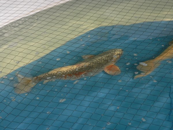 foto nr. 4 van deze Koi Overige , 