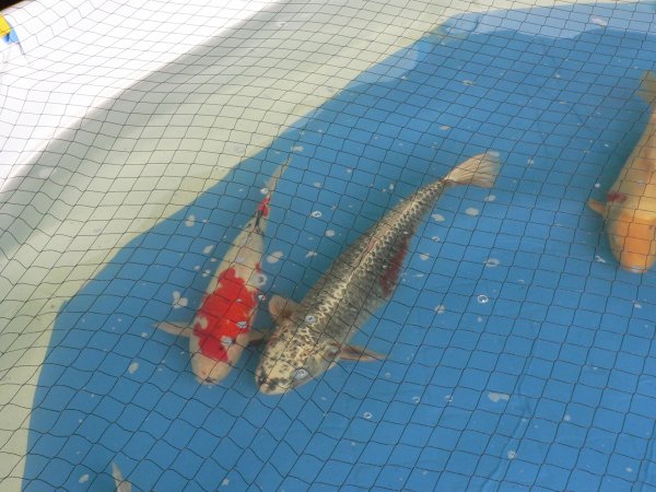 foto nr. 1 van deze Koi Overige , 