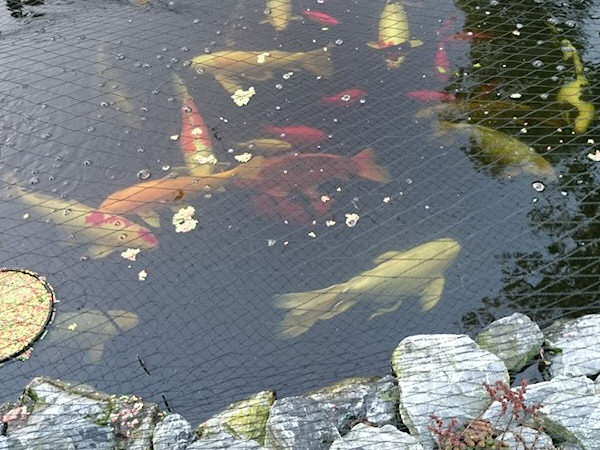 foto nr. 2 van deze Koi Overige , 