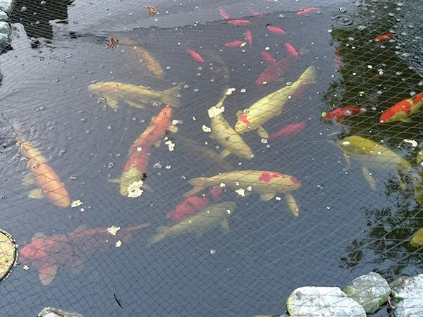 foto nr. 1 van deze Koi Overige , 