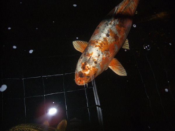 foto nr. 1 van deze Koi Overige , 