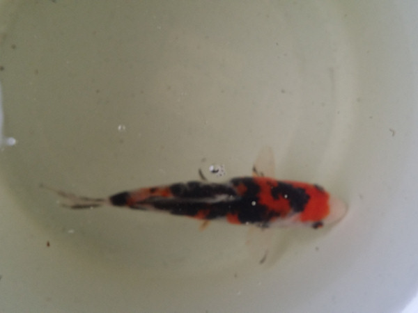 foto nr. 4 van deze Koi Overige , 