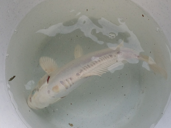 foto nr. 1 van deze Koi Overige , 