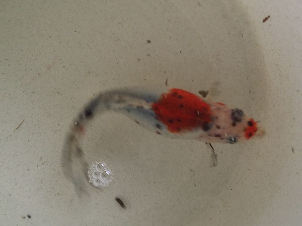 foto nr. 3 van deze Koi Overige , 