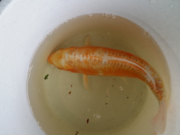 foto nr. 2 van deze Koi Overige , 