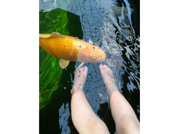 foto nr. 6 van deze Toebehoren Ozon En Toebehoren , 