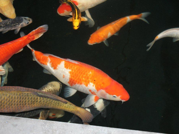 foto nr. 2 van deze Koi Ginrin Kohaku , 