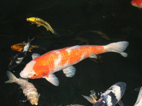 foto nr. 4 van deze Koi Ginrin Kohaku , 