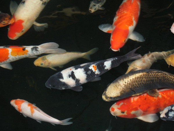 foto nr. 1 van deze Koi Ginrin Kohaku , 