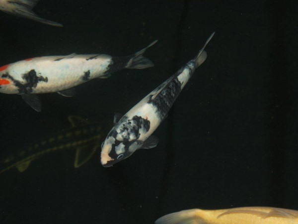 foto nr. 3 van deze Koi Ginrin Kohaku , 