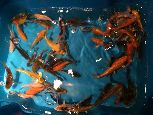 foto nr. 3 van deze Koi Overige , 